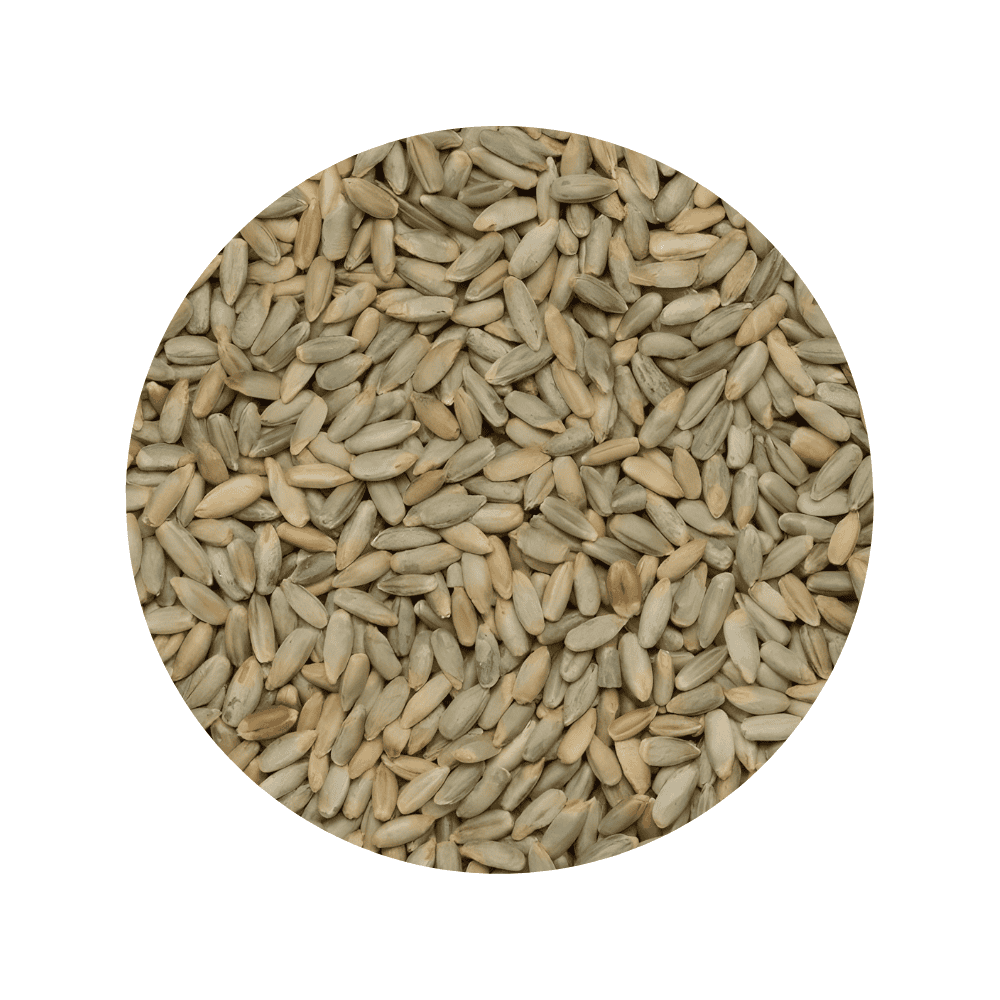Framed Rye grains