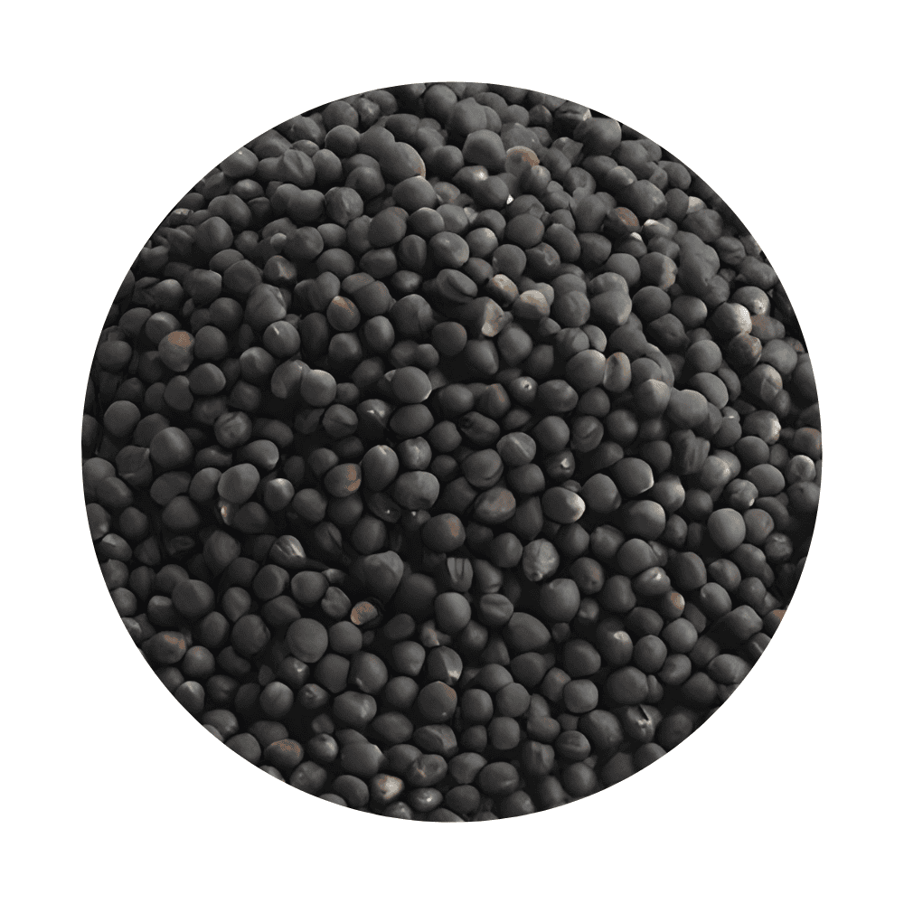 Black Rape seed framed