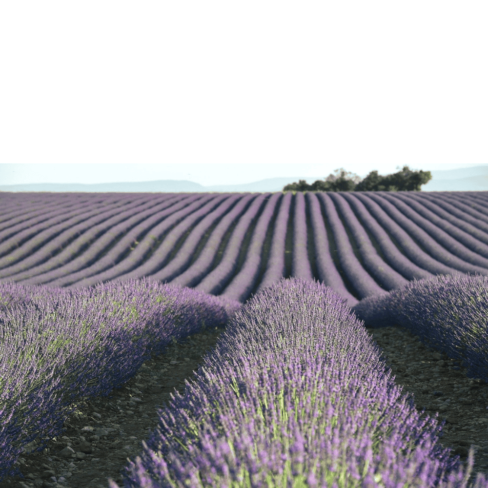 Organic Lavender Flower Buds From Provence