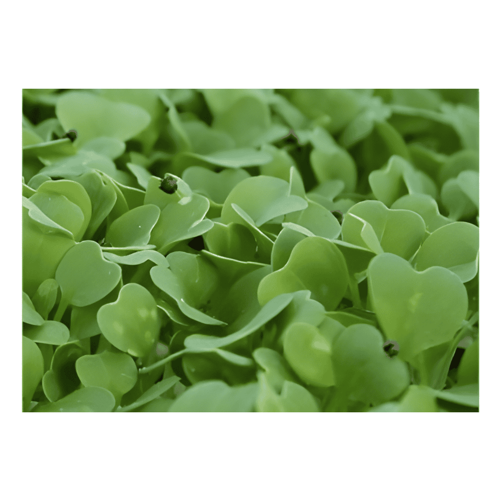 Yellow Mustard Seed For Microgreens