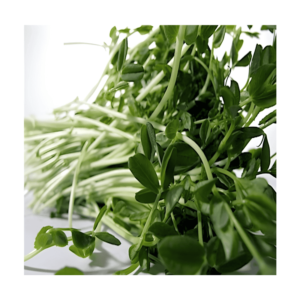 Peas For Microgreens