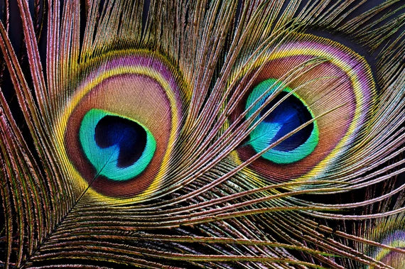 Peacock tail feather eye spots (Ocelli)