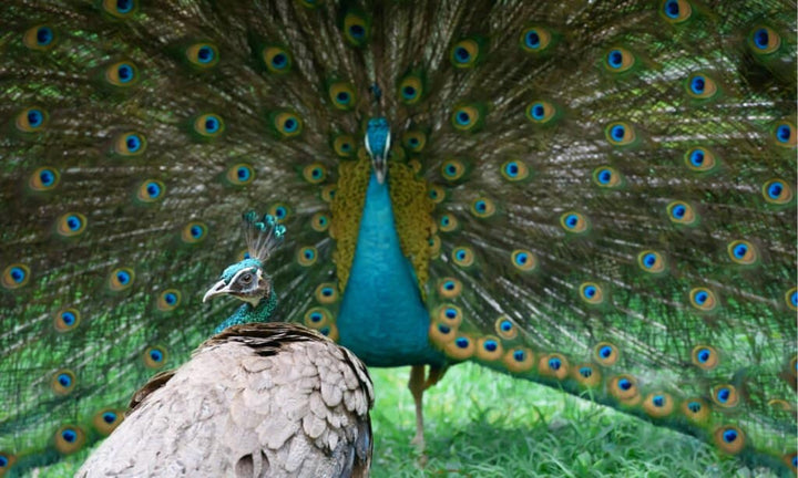 Common peafowl ailments and what these mean for you