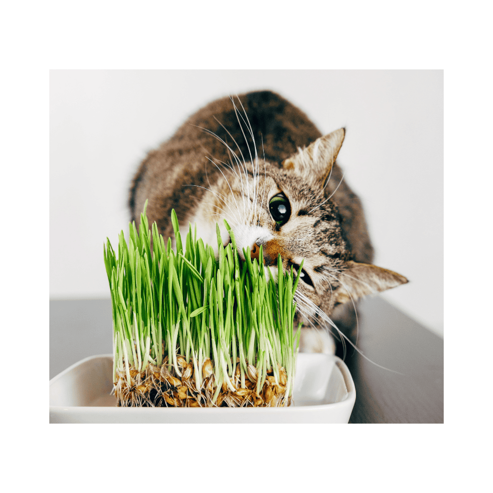Pet Grass Seed & Bird Books Category