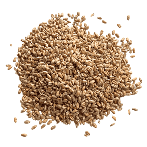 A small pile of Wheatgrass seed