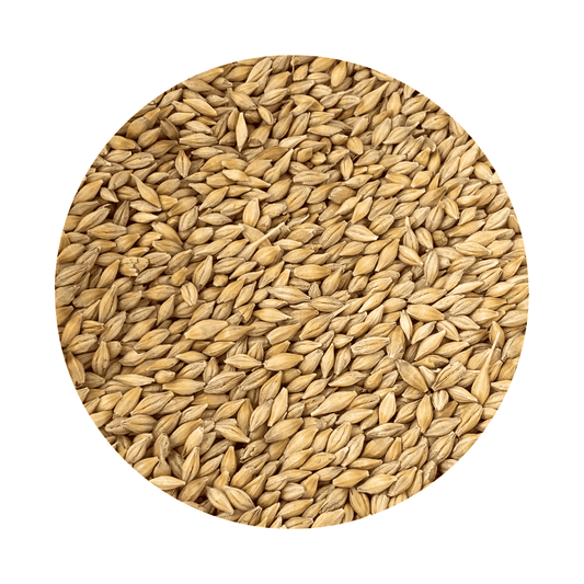 Barley Grass Seed