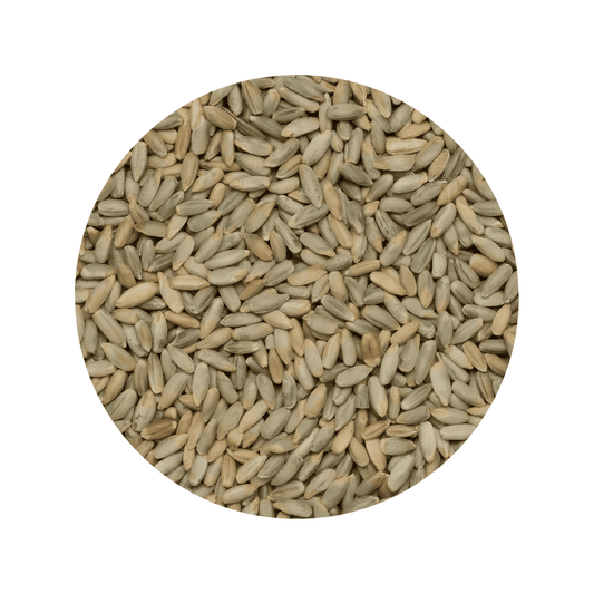 Framed Rye grains