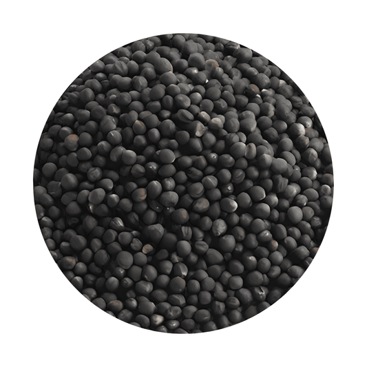 Black Rape seed framed