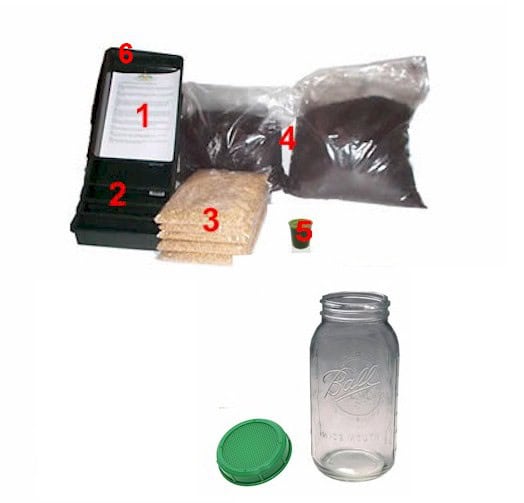 Wheatgrass Beginner's Growing Kit